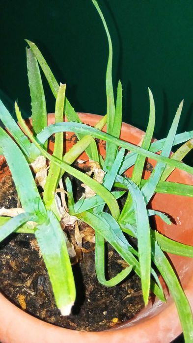 Алоэ с горшком/лечебный цветок/алое/суккулент/растения