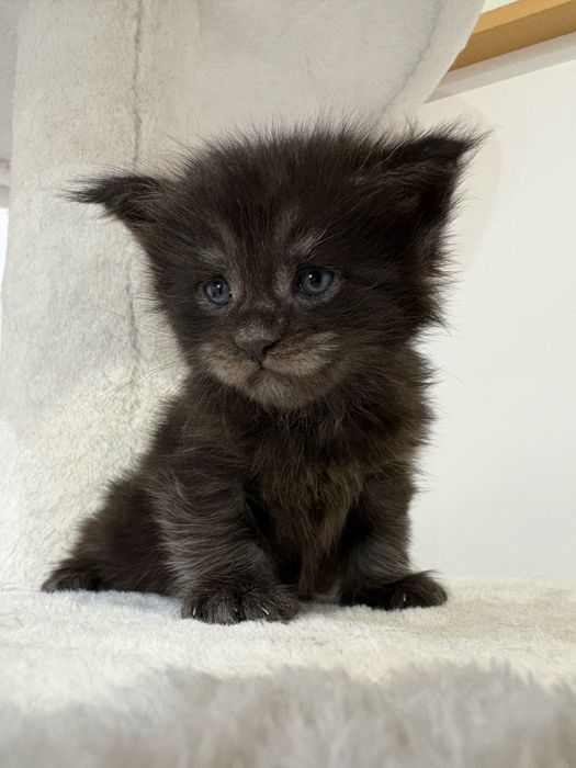 Kotka Maine Coon