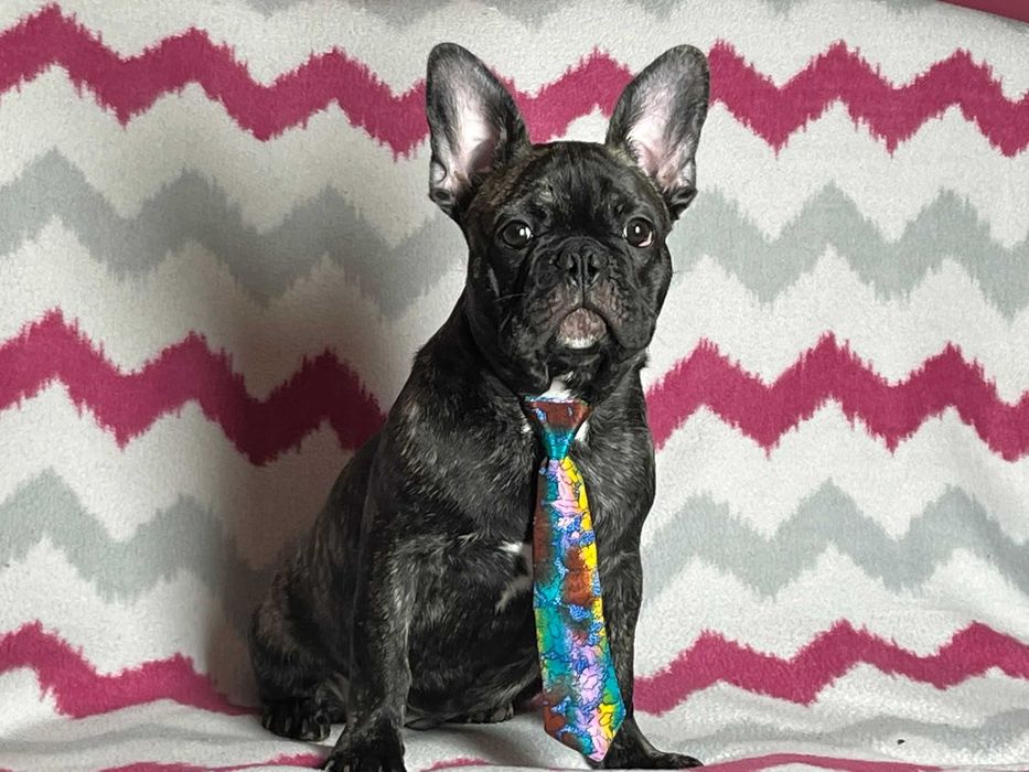 Sprzedam Buldog francuski Piesek