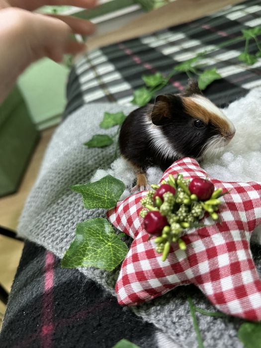 Продаю морські свинки