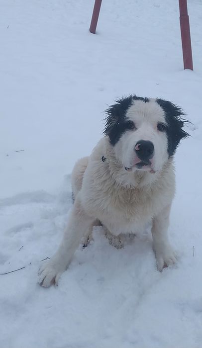 Вязка Среднеазиатского  Алабая,корни Туркменские