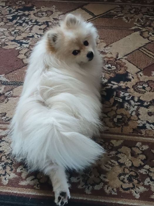 Вязка! Померанский шпиц