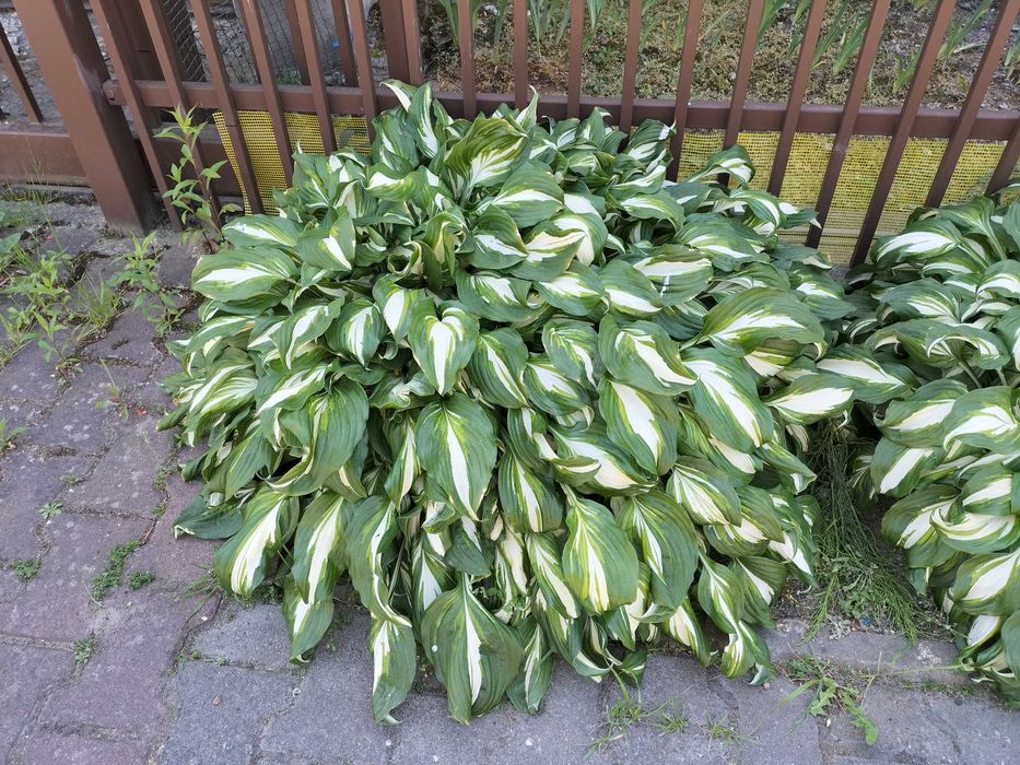 funkia (hosta) - kwiaty wieloletnie do ogrodu