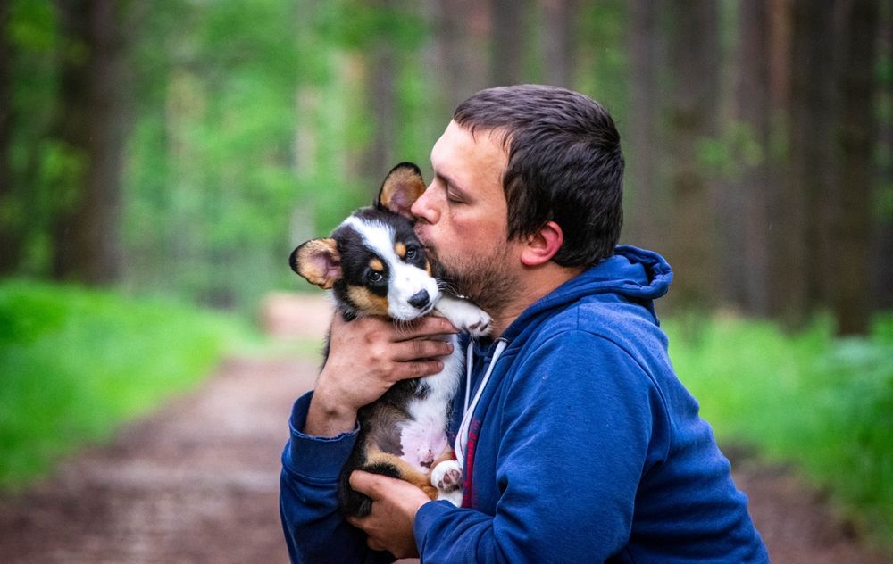 Welsh Corgi Cardigan ZKwP/FCI- 9 tygodniowy chłopczyk Sunfyre
