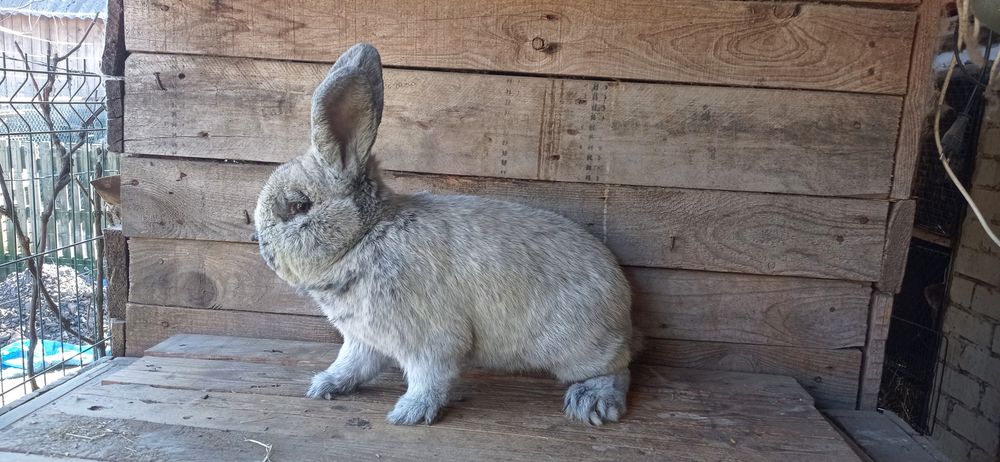 Кролики породи Велике Світле Срібло