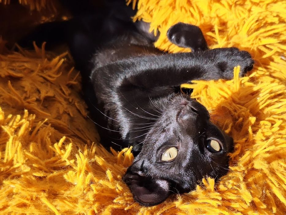 Ориентальные чертята