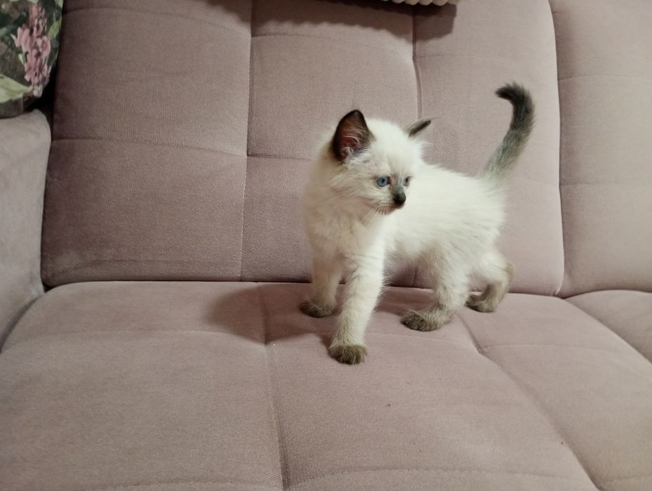 Sprzedam kotkę Ragdoll