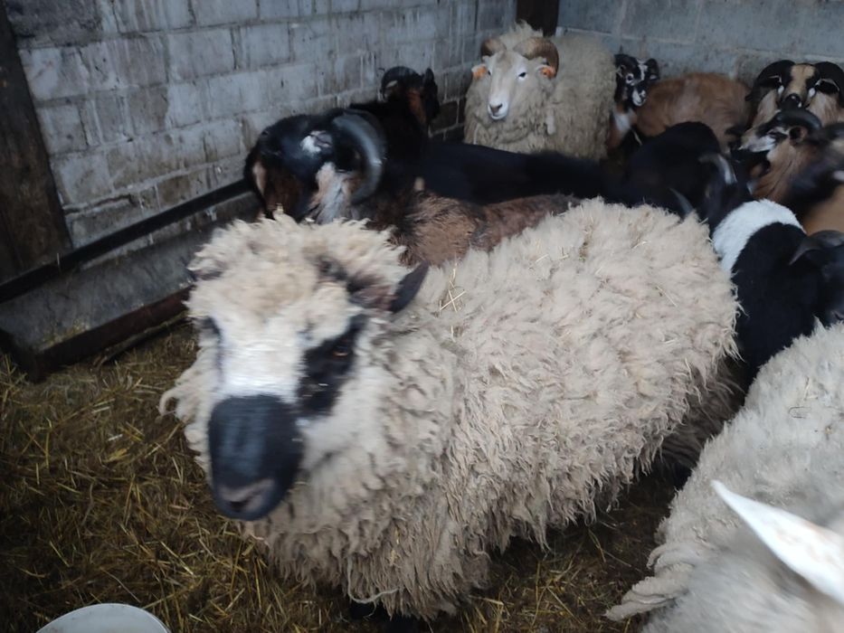 Baranki baranina jagniecina