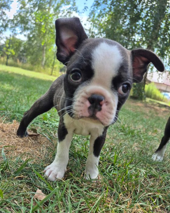 Boston Terrier ZKwP FCI szczenię, piękny samiec po ojcu Interchampionie, mała, rodzinna hodowla