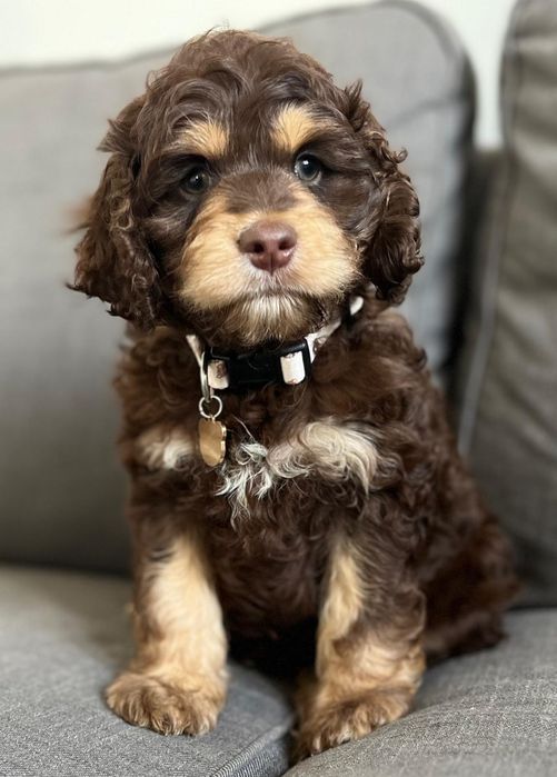 Uroczy piesek  American Cockapoo chocolate tan - cocker amerykański & pudel