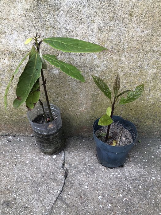 Abacateiros para venda