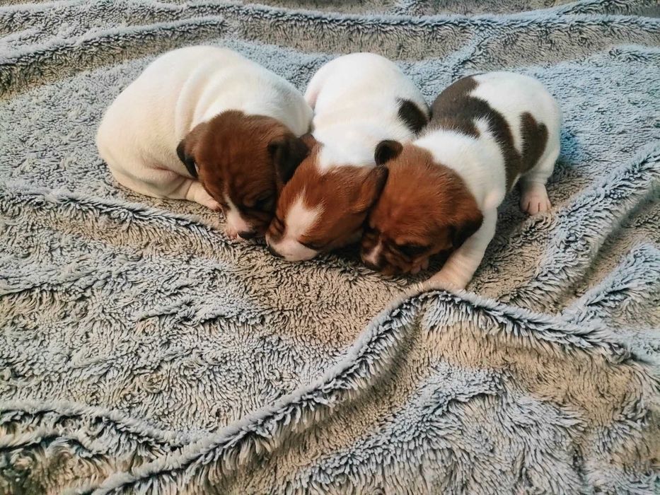 Szczeniaki Jack Russell Terrier