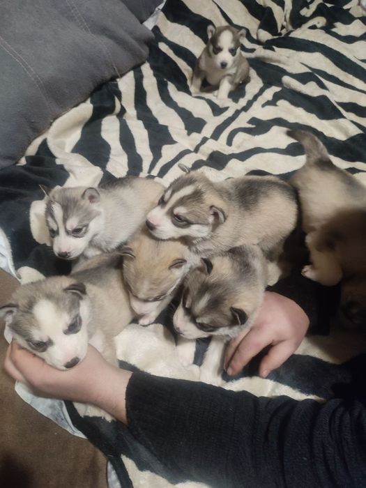 Красивые щенки хаски