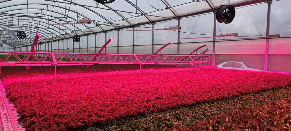 Lâmpadas LED para Cultivo Hortícolas