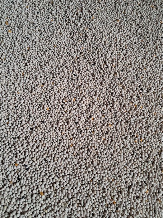 Łubin biały słodki ZEUS