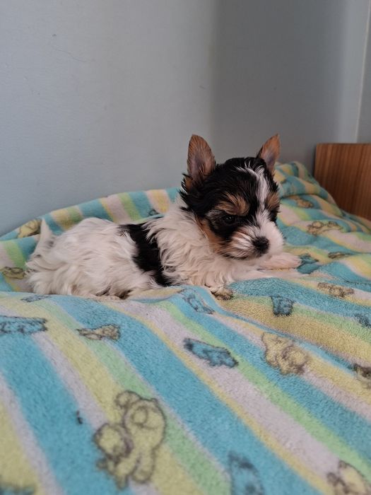 Yorkshire terrier piesek biewer