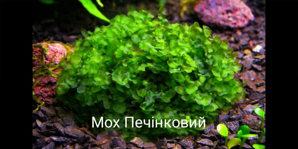 Акваріумні рослини дешево + 2 В ПОДАРУНОК