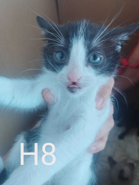 Gatinhas bebés para adoção