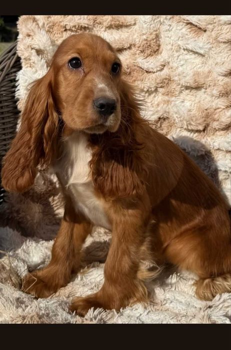 Cocker spaniel angielski suczka
