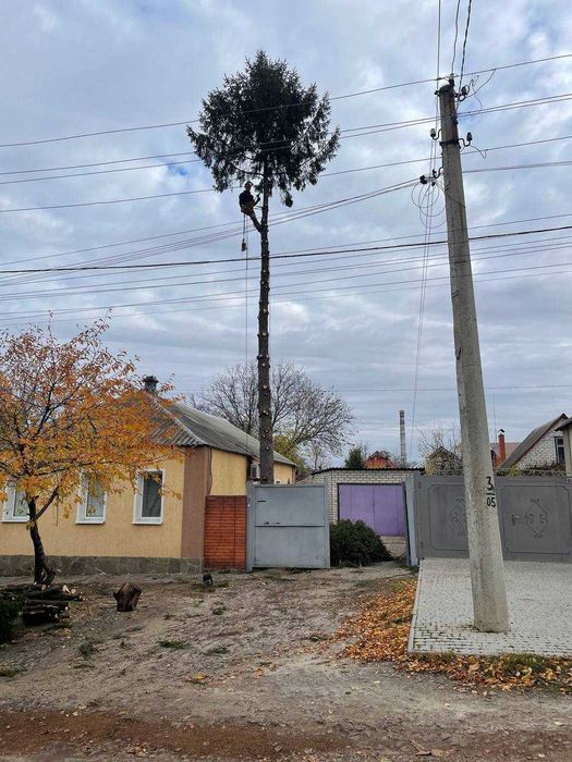 Спил аварийных деревьев