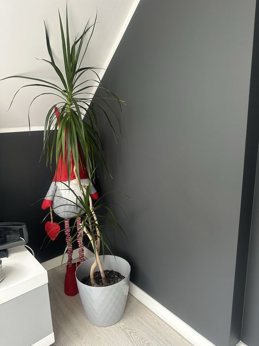 Kwiat doniczkowy dracena