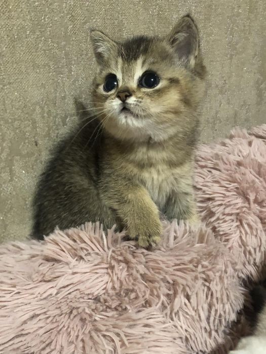 Котик золотої шиншили