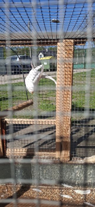 Papugi                    .