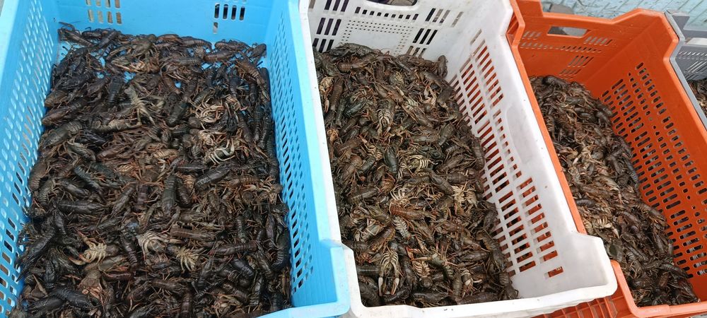 Продам живі та свіжі раки