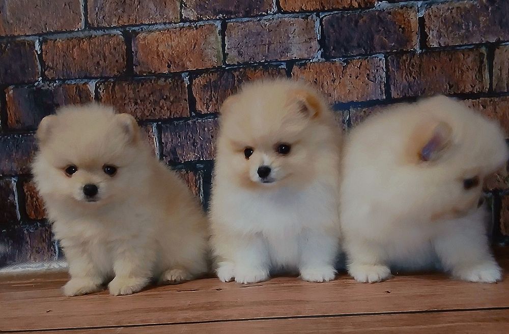 Малюки померанського шпіца