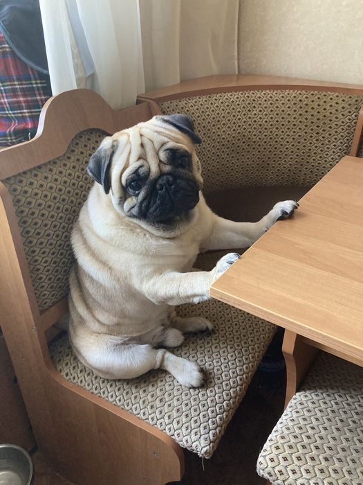 Вязка собак породы мопс