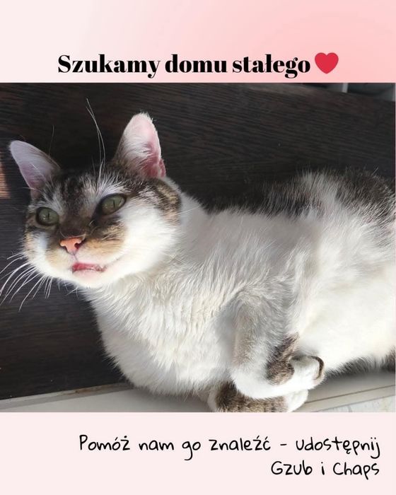 Pokotaj Gzuba i Chapsa - dwa młode kociaki do adopcji