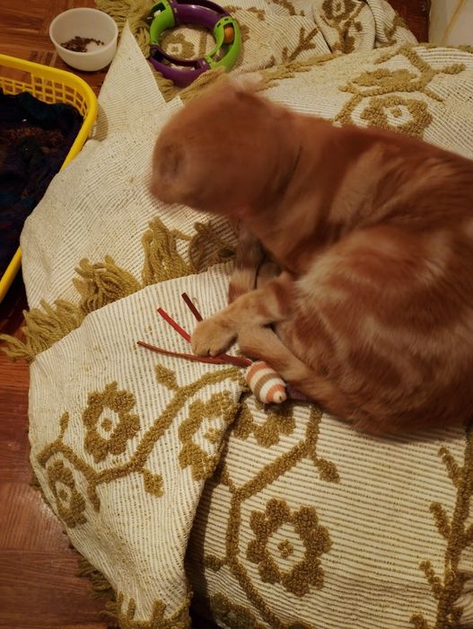 Gatinho macho amarelo