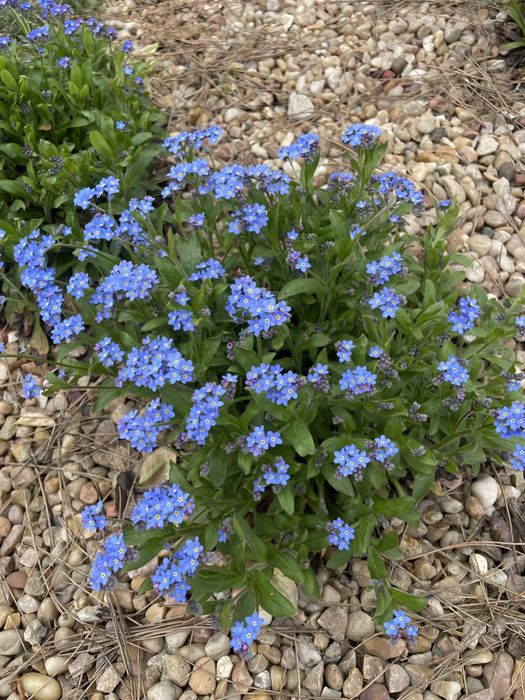 Miodunki,Byliny wieloletnie i inne