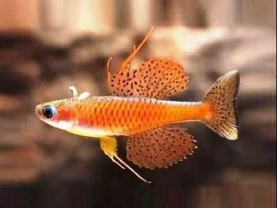 Moodrok Tęczanka Paskai - 3 cm - Sklep Zoologiczny ALTUM