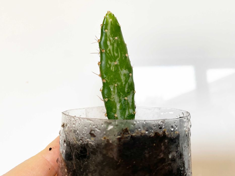 Kaktus Opuntia monacantha variegata (sukulent) - 6 cm