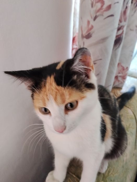 Котики в добрі руки