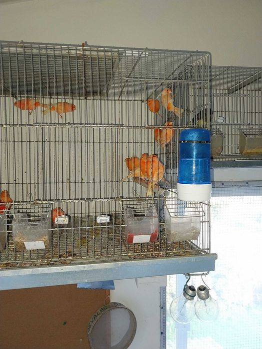 Cedo canarios vermelhos e lizards, aves de 2023 e 2024