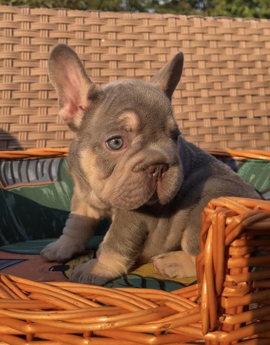 Big rope girl lilac tan