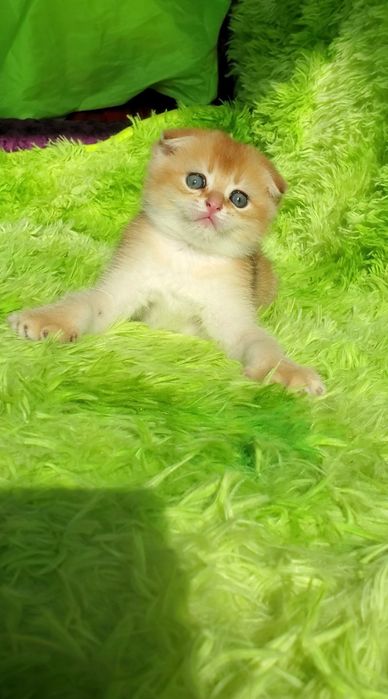 Ласковые малыши. Котята золотая шиншилла.