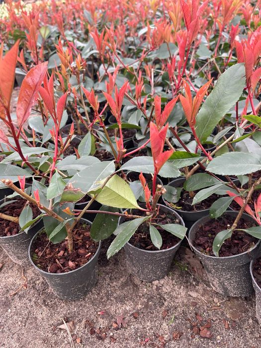 Głogownik  Red Robin 30 cm Cena  27 zł