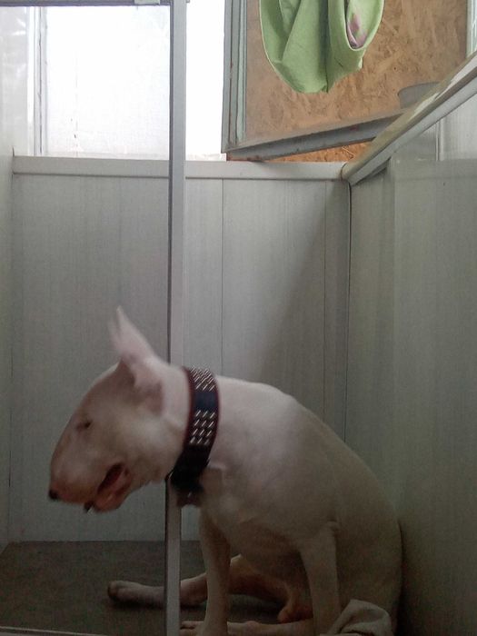 Бультерьер стандартный вязка