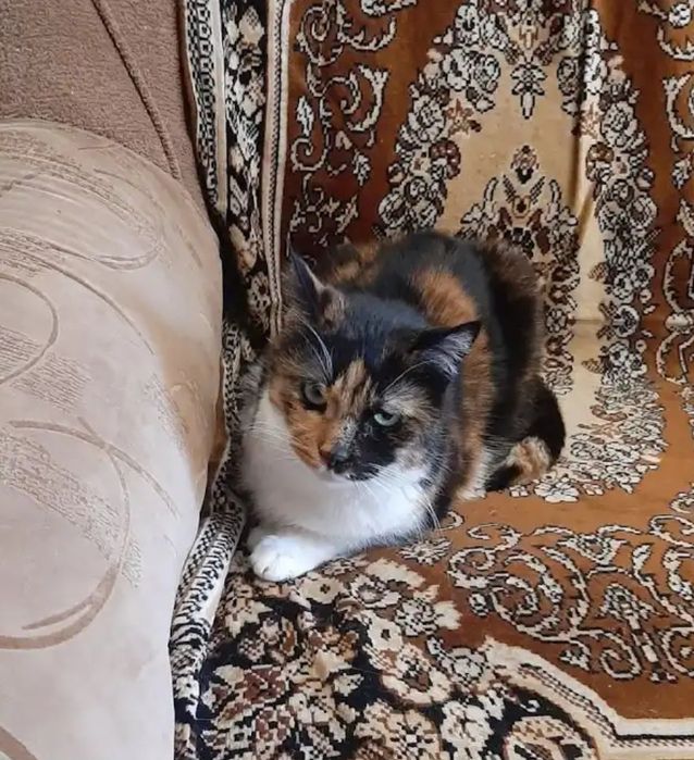 Отдам даром в добрые руки котика и кошечек
