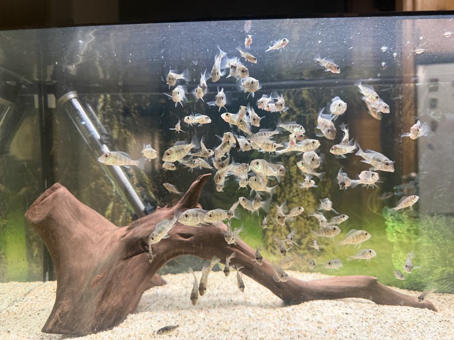 Geophagus - ciclideos da america Sul