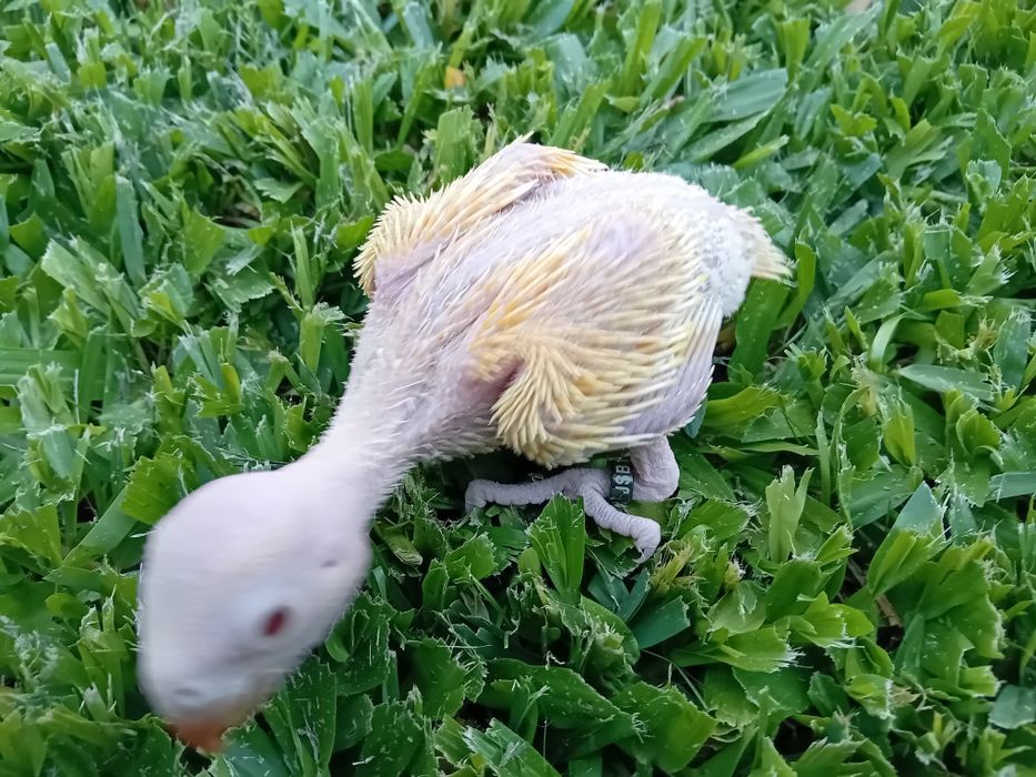 Ring neck bebés para acabar de criar á mão.