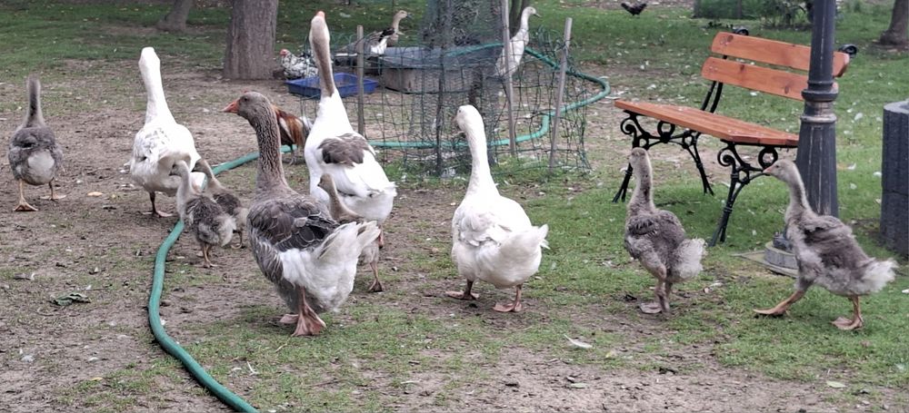 Stado gesi, tylko całość zapraszam 4dorosle+4mlode