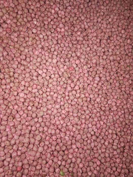 Горох зелений зимуючий Авірон