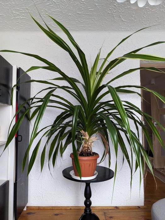 PANDAN 150 cm wysokości