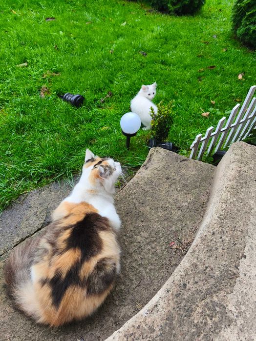 Киця в добрі руки