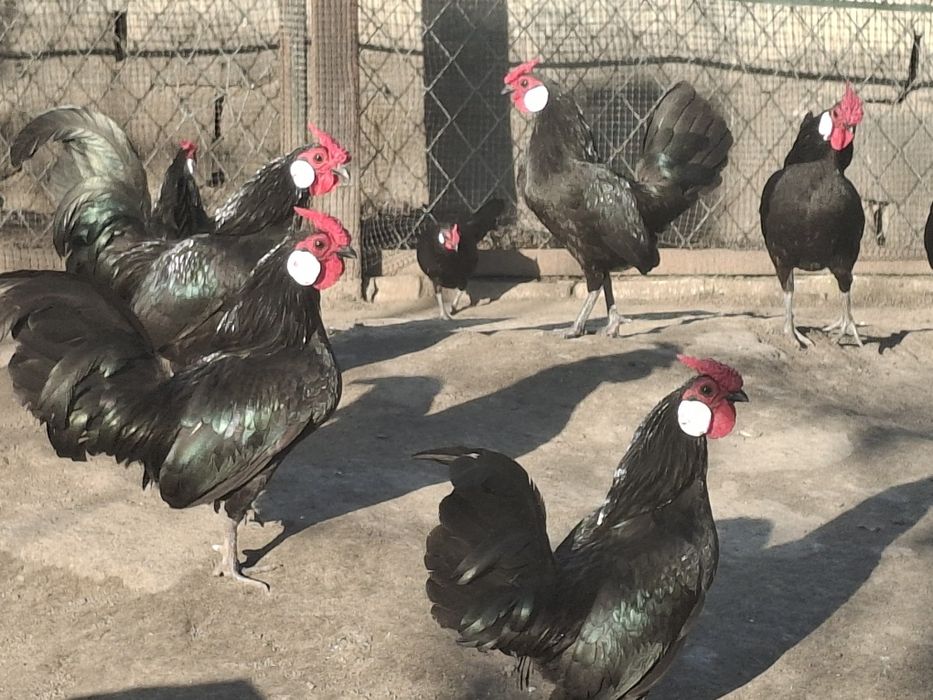 Продам курей породи бентам біловухий