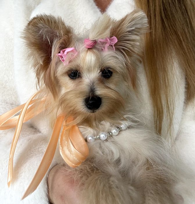 Ідеальна Помапу для вашого дому